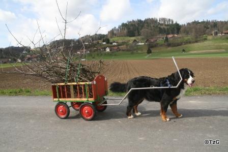 Der Berner Sennenhund als Zughund zum abtransport von gruengut